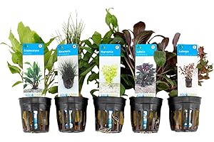 Bloomique - Set of 5 - Aquarium Plants Real - Aquarium Accessories - Aquatic Plants - Cleaning - Oxygen - Ludwigie, Needle Cutting, Water Friend, Lobelia, Water Goblet - Height 15-20 cm