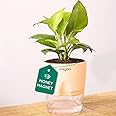 Kyari Golden Money Plant Indoor with Cream Self Watering Pot - Small 4 Inch