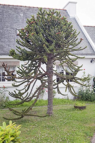 Araucaria araucana – Chilenische Araukarie – Schmucktanne – verschiedene Größen (70-80cm – 7Ltr.) - 2