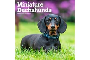 Miniature Dachshunds – Zwergdackel 2026 – 16-Monatskalender: Original BrownTrout-Kalender [Mehrsprachig] [Kalender] (Wall-Kalender)