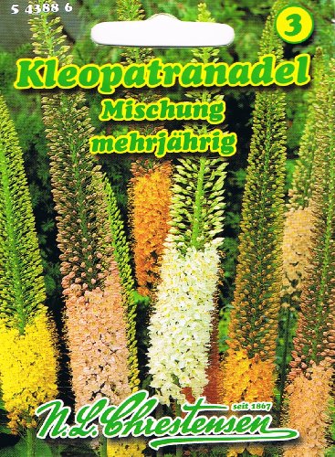Kleopatranadel Lilienschweif Mischung Eremurus stenophyllus mehrjährig
