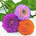 Produktbild Cocktail Servietten Serviett 25x25 cm (Pompon dahlias) Dahlien Herbst Frühling Sommer Ostern Sonne Blumen Tiere Garten Früchte