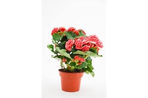 DELVIVERODIRECT Begonias Elatior - Planta Interior - Planta Natural - Planta con Flor - DELVI (Coral)