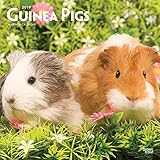 Guinea Pigs - Meerschweinchen 2019 - 18-Monatskalender (Wall-Kalender) by 