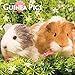 Guinea Pigs - Meerschweinchen 2019 - 18-Monatskalender (Wall-Kalender) by 