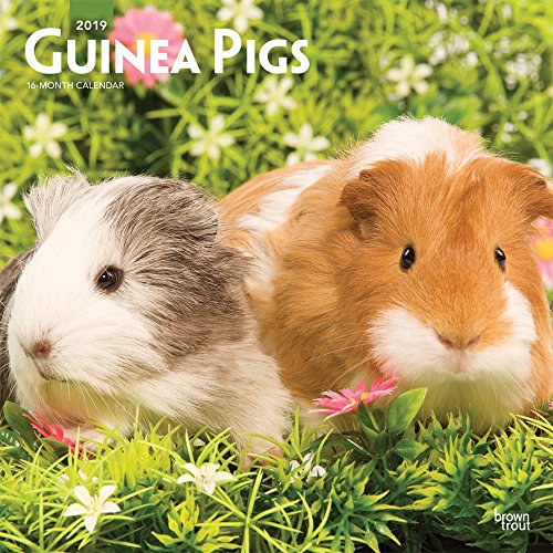 Guinea Pigs - Meerschweinchen 2019 - 18-Monatskalender (Wall-Kalender)