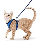 Pourquoi Le Chat Claque T Il Des Dents Quand Il Apercoit Un Oiseau Derriere La Fenetre Secrets De Chats