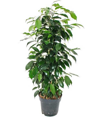 Ficus benjamini "Anastasia", Birkenfeige 14cm : Amazon.de: Garten