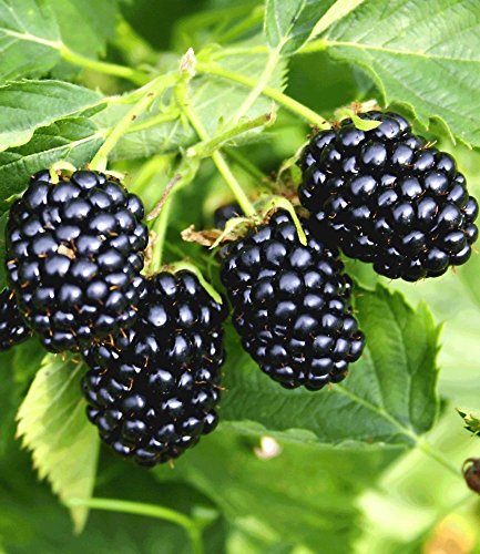 BALDUR-Garten Säulen-Brombeeren Navaho® ‚Big&Early‘, 1 Pflanze, Rubus fruticosa - 3