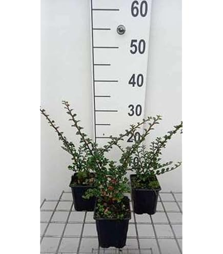 COTONEASTER Skogholm | Cotonéaster rampant Skogholm | Pépinière en ligne de Kerzarc'h COTONEASTER Skogholm | Cotonéaster rampant Skogholm | Pépinière en ligne de Kerzarc'h