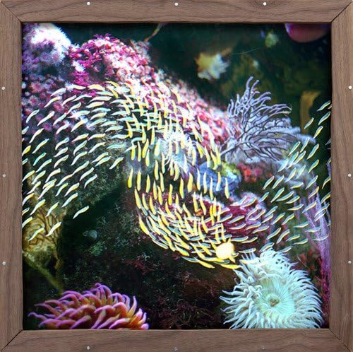 Mayville Dream [VINYL]