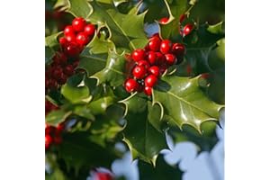 YouGarden English Holly Hedge, Established Plant in 9cm Pot, 20-40cm Tall Tree or Hedge, Attracts Wildlife and Birds, Evergreen Foliage, Spring Flowers and Autumn to Winter Berries, Ilex aquifolium
