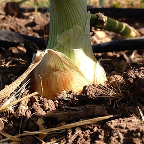 500 Seeds - Texas Grano 1015Y - Onion Seeds,Allium Cepa. ,Spring,Summer Or Fall,Short Day!