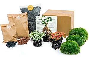 URBANJNGL Pack Terrarium Plantes - Ficus Ginseng Bonsaï - Recharge & Pack de démarrage - Bricolage