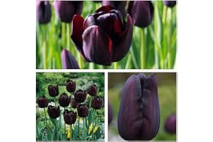 HUMPHREYS GARDEN Tulip Flower Bulbs - 10 x Queen of The Night Flower Bulbs Size 10/11 Luscious Black Spring Tulips. Easy to Grow