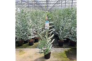 CHARELLAGARDENS PLANTS Large Eucalyptus Tree | Eucalyptus Gunni Cider Gum Tree| Winter Hardy, Scented and Evergreen