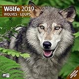 Wölfe 2019, Wandkalender / Broschürenkalender im Hochformat (aufgeklappt 30x60 cm) - Geschenk-Kalender mit Monatskalendarium zum Eintragen by 