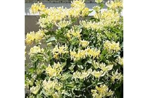 COUNTRY CLIMBERS & GARDEN FAVOURITES Lonicera Scentsation honeysuckle masses of sweetly scented cream and yellow flowers 1 litre pot