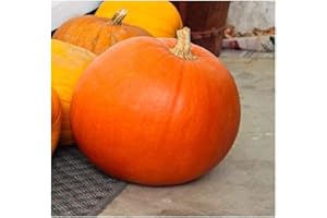 PREMIER SEEDS DIRECT - Pumpkin Seeds - Big MAX - 35 Seeds - Ideal for Halloween
