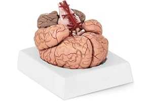 PHYSA WELLNESS & LIFESTYLE Physa Modelo De Cerebro Didáctico PHY-BM-1 (Escala 1:1, 9 Segmentos Desmontables Con Pintura De Alta Calidad, Incluye Peana)