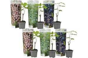 Plant in a Box - Mélange de 6 plants de raisin - Vitis Vinifera - Raisin - Pot 9cm - Hauteur 25-40cm
