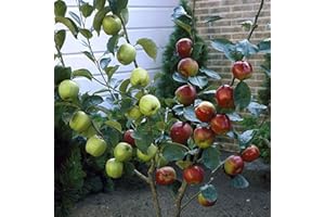 YouGarden - Duo Fruit Apple Tree, 2 Varieties of Apple on 1 Bare Root Tree, Ideal for Small Gardens - Grow Your Own Fruit Trees Apple Trees Garden Ready in Pots