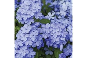 Plumbago Capensis "Piombaggine Rampicante" pianta da siepe in vaso ø9 cm Vivaio di Castelletto