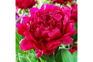 COOTO 1x Rizoma Peonias Plantas de exterior Peonias bulbos Flores naturales Planta decorativa Peonia Felix Crousse