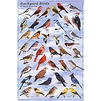 Laminated Backyard Birds Educational Science Chart Poster Laminated Poster 24 x 36in by Feenix Publishing