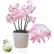 Bulbi Di Amaryllis In Cera Dorata - 2 Bulbi Grandi 26/28 Cm, Fioritura Facile Senza Terra, Piante Esclusive Dall'Olanda