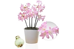 DUTCH BULBS EXCLUSIVE PLANTS FROM HOLLAND Bulbo de Amaryllis Belladonna, 1 bulbo de gran tamaño 26/30, exclusivos plantas y flores de Holanda, reales Hippeastrum (no semillas, no en cera y no artificiales).
