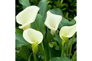 QMXC 3Pcs Calla Lily Bulbs Autumn Planting Special Charm Gift,Stunning Live Plants Rare Species,Indoor Bedroom Ornamental,Fragrant,White