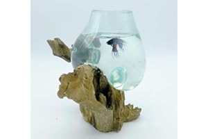 EXOTICA-IMPORT Vase ou Aquarium en Verre soufllé sur Racine de Bois, Hauteur Variable, modèle Unique (Hauteur Environ 30cm). Choix sur Photos ENVOYEES Suite A Votre Commande avec Les Dimensions. Vendeur Francais.