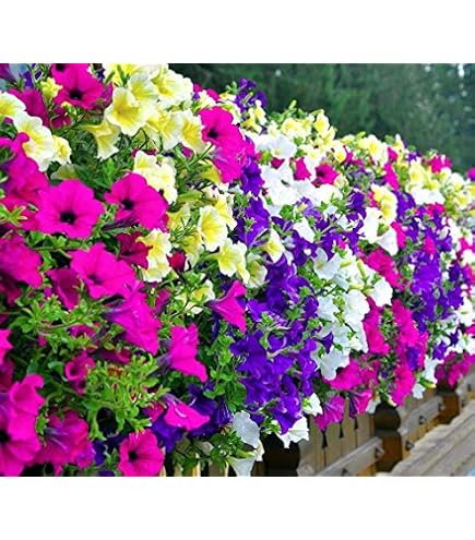 Petunien Einfache Mischung Samen - Petunia hybrida - Petuniensamen -  Blumensamen - Saatgut fr 200 Pflanzen : Amazon.de: Garten