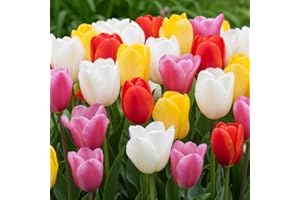 DUTCH BULBS EXCLUSIVE PLANTS FROM HOLLAND Tulipes Budget Mix - 50 Bulbes de Fleurs à Planter Exterieur - Plantes Vivaces Exterieur - Rustique - Naturelle Plantes de Hollande (pas de graines, non artificielle)