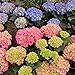 Produktbild Kayi Gartenhortensie-Samen Bonsai Blumen Pflanze Garten Weiß Pink Rot Blau 50 Teile Haus Ornamental 50pcs mehrfarbig