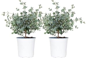 BLOOMIQUE Lot de 2 - Eucalyptus gunnii - Gommier - Arbuste - Persistant - ⌀14 cm - 25-35 cm