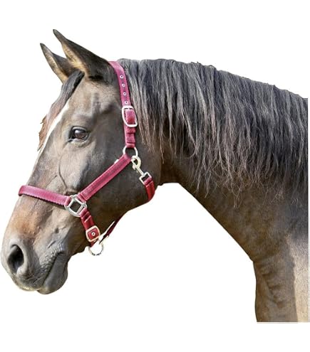Tooloflife Licol Cheval Double Couche – Nylon, 3 Couleurs, Tailles Poney Et Cheval