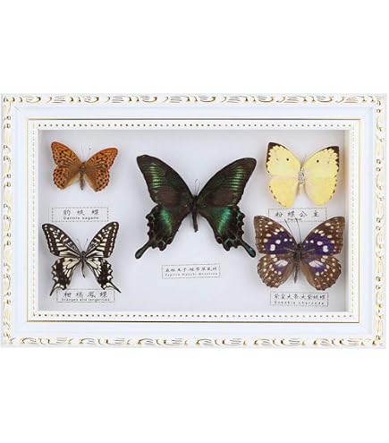 Opera d'arte con farfalle incorniciate - Perisama humboldi e 4 Parides aeneas dal Perù - Cornice in legno canadese - Opera d'arte tassidermica di veri insetti - Italia