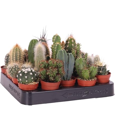 Kaktus ''Bischofsmtze'' (Astrophytum myriostigma) 25 Samen : Amazon.de:  Garten
