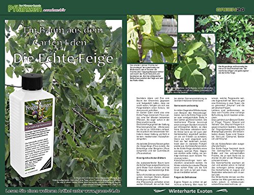 Feigen-Dünger HIGH-TECH Ficus carica NPK, Echte Feige, Pflanzen in Beet und Kübel düngen - 2