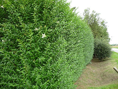 Ovalblättriger Liguster -Ligustrum Ovalifolium- Hecken-Pflanze immer-grün Containerware 60-80cm- Ligusterhecke von Garten Schlüter (Containerware, 60 bis 80 cm Pflanze) - 2