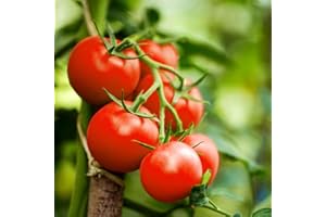 TROPICAL PLANTS UK BRITISH GROWERS 3 x Cherry Tomato Plants – Fresh Vine Tomatoes | Outdoor Garden Ready Plants in 10.5cm Pots | Greenhouse or Patio Growing | 15-30cm Tall (Moneymaker)