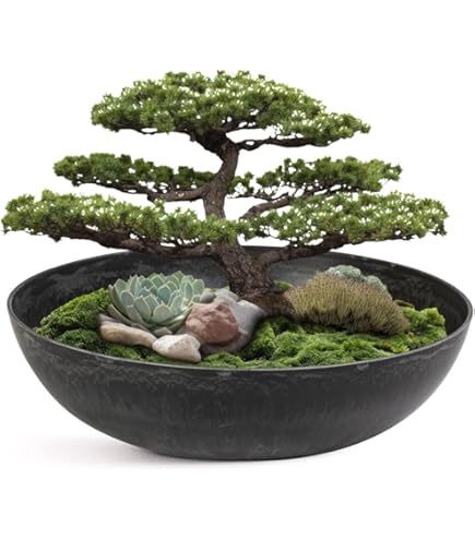 Bonsai schaal groen,22cm rechthoek met onderschotel - Bonsai winkel