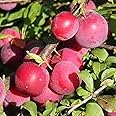 Creative Farmer Exotic Plum Plant Live Aloo Bukhara/Alpakoda Pazham Fruit Garden Plant Plant(1 Healthy Live Plant)_PLANT-23-PLUM20ll@