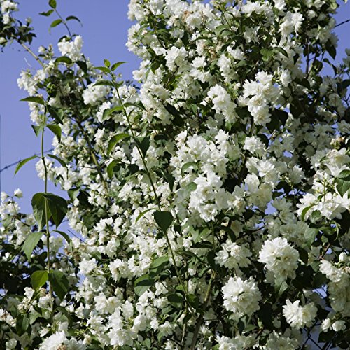 Falscher Jasmin, 1 Strauch - 2