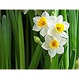 PLANTOGALLERY Flower Bulbs Pack | Nargis Flower Bulbs for Home Garden - Pack of 20 Bulbs Fresh & Healthy