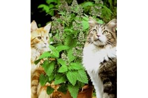 OAKTREE NURSERY Potted Plants: Catnip. Nepeta Cataria Catmint Pack of 3 Plants