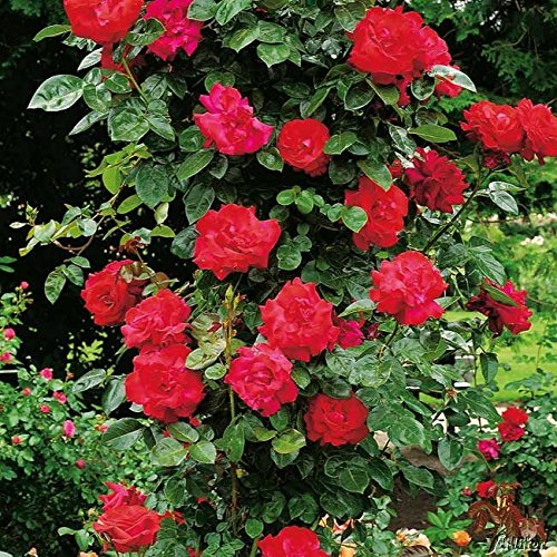 Kletterrose Santana – Kletter-Rose winterhart & duftend – Pflanze für Rankhilfe im 5 Liter Container von Garten Schlüter – Pflanzen in Top Qualität - 3