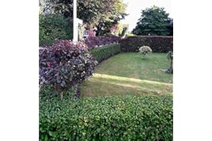 PFLANZHITS IHR PFLANZENPARTNER 50st. Liguster ovalifolium 80-120cm reine Pflanzhöhe Ligustrum ovalifolium Gartenhecke Wurzelware Heckenpflanzen